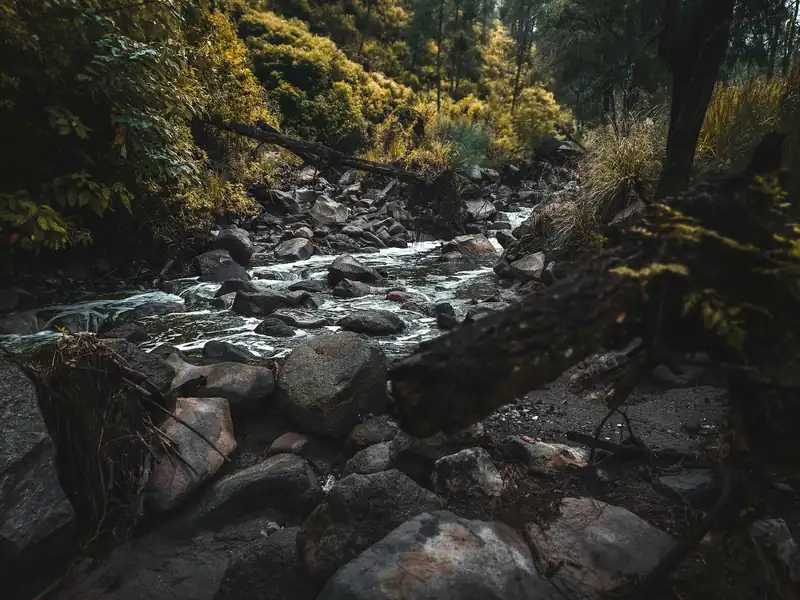 Stream running through a green forest