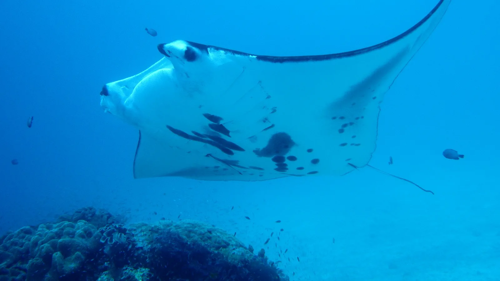 Underwater Photography & Drone Regulations in Raja Ampat 2027: A Definitive Guide